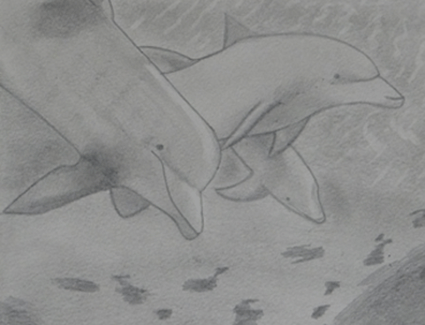 Les dauphins