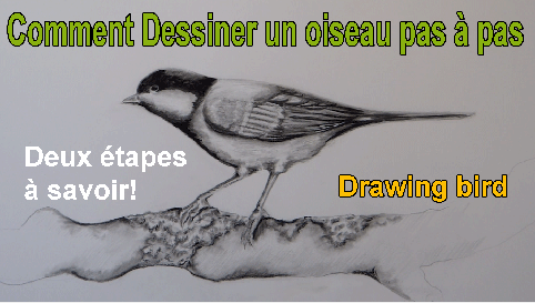 Comment-dessiner-un-oiseau