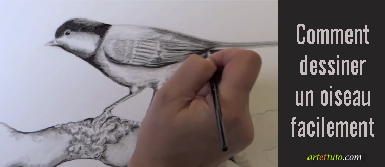 comment dessiner un oiseau facilement