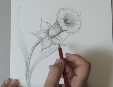 comment dessiner une jonquille