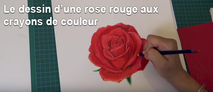 dessin d'une rose