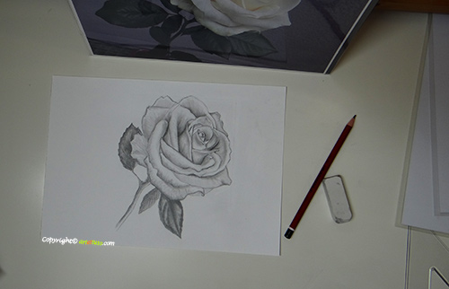 dessin de rose Dessin de rose