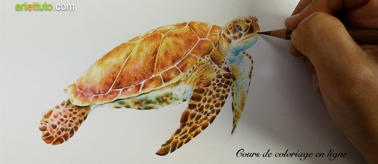 Comment colorier une tortue de mer
