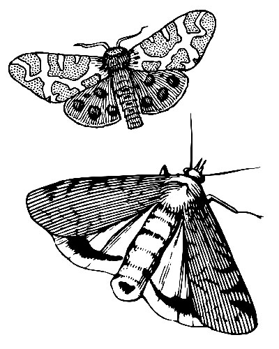 images-de-papillons-de-nuit Images de papillons de nuit