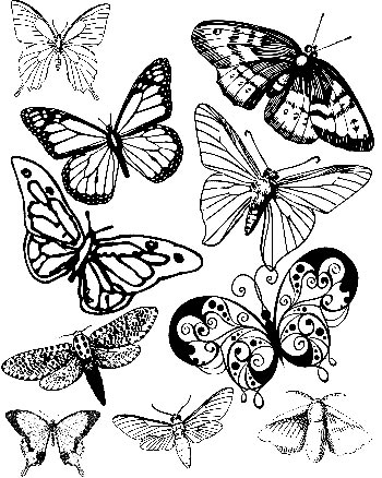 Images De Papillons à Imprimer Et à Colorier Apprendre A